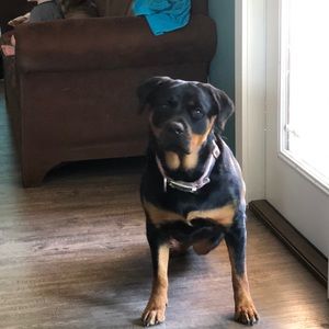 Meet your Posher, Rose